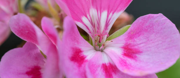 istock Geranium fragrance, pelargonium perfume, scented-leaved pelargoniums, rose-scented pelargonium.. 864739360