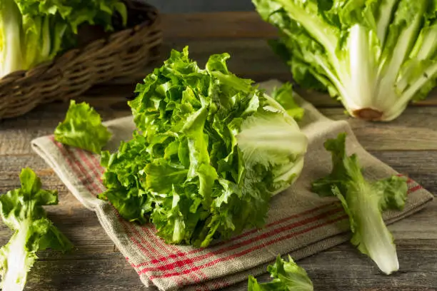Raw Green Organic Escarole Lettuce Ready to Chop