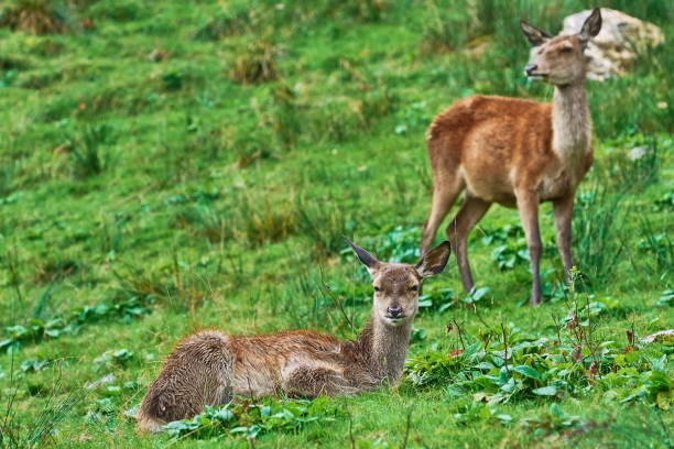 istock Deers on the Slope of a Hill 864746404