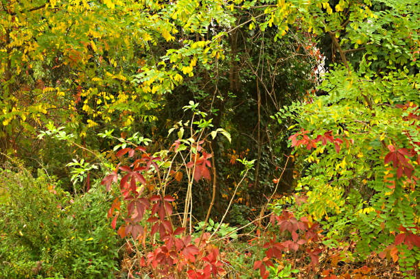 istock Autumn colors,Colorful leaves on trees,leafs blurred in background 864746724