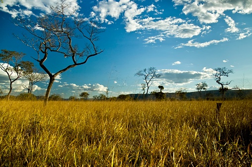 Twisted and smal trees in a typical field of the Brazilian cerrado