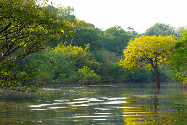 istock Panorama from Amazon rainforest, Brazilian wetland region. 864752220