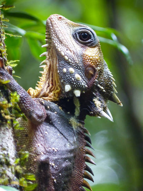 Boyd's Forest Dragon (Hypsilurus boydii) Boyd's Forest Dragon - resting on a small tree trunk in rainforest at Mossman Gorge, Far North Queensland, Australia. mossman gorge stock pictures, royalty-free photos & images