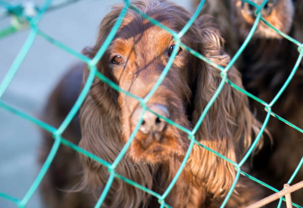 istock Dog behind fence 864753318