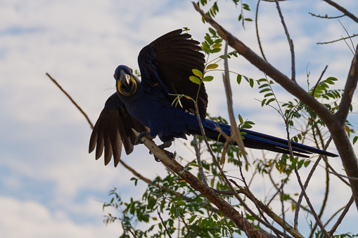 Hyacinth macaw close up from Pantanal, Brazil.  Brazilian wildlife. Biggest parrot in the world. Anodorhynchus hyacinthinus