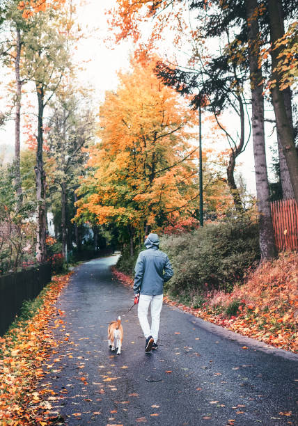 istock Man walks with beagle dog in rainy autumn day 864753862