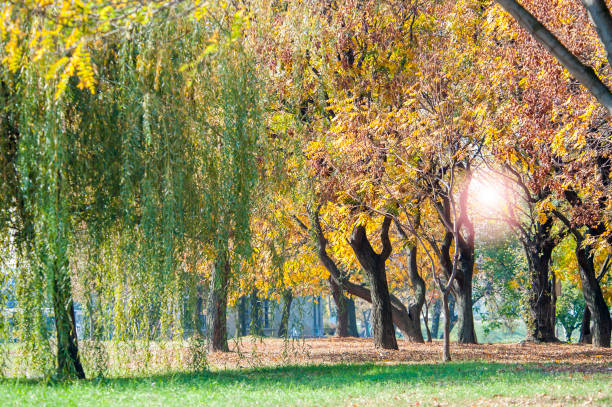 istock Beautiful autumn tree with fallen dry leaves 864753870