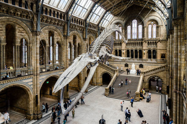 Blue Whale skeleton at the British Natural History Museum Blue Whale skeleton at the British Natural History Museum. It overhangs the Hintze Hall historical museum stock pictures, royalty-free photos & images