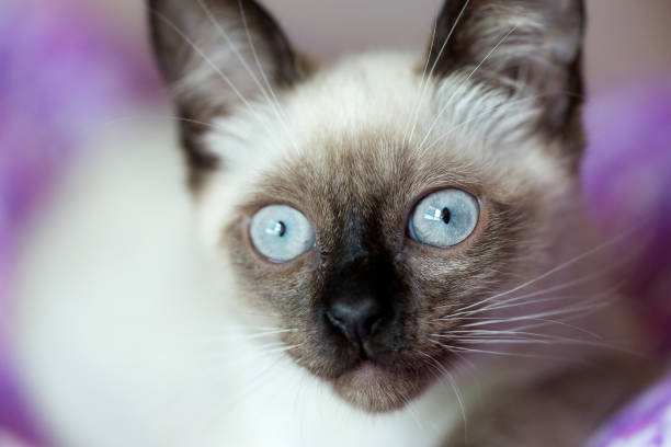 istock Face of a siames cat alert 864760148