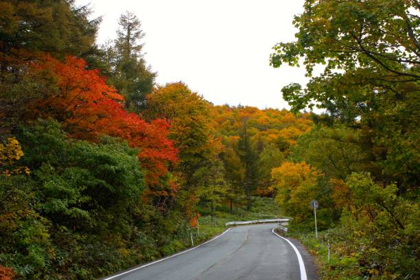 istock Autumn Leaves in Yamagata Japan 864762780
