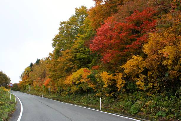 istock Autumn Leaves in Yamagata Japan 864762816