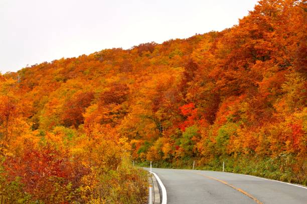 istock Autumn Leaves in Yamagata Japan 864765746