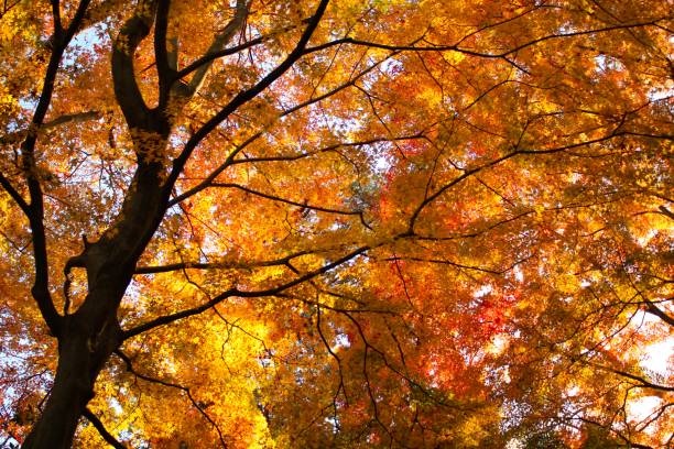 istock Autumn Leaves in Yamagata Japan 864768792