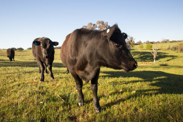 istock A single curious cow leaves the pack to investigate 864768986