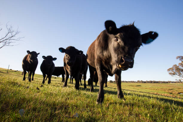 Morning sun shines on a herd of grazing cows stock photo