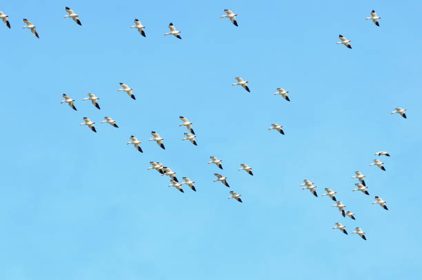 istock Snow Geese flying beautiful patterns against a blue sky 864774872