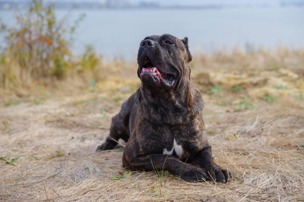istock A big cute pitbull dog lying on the forest sand outdoors. Animal concept. 864777834