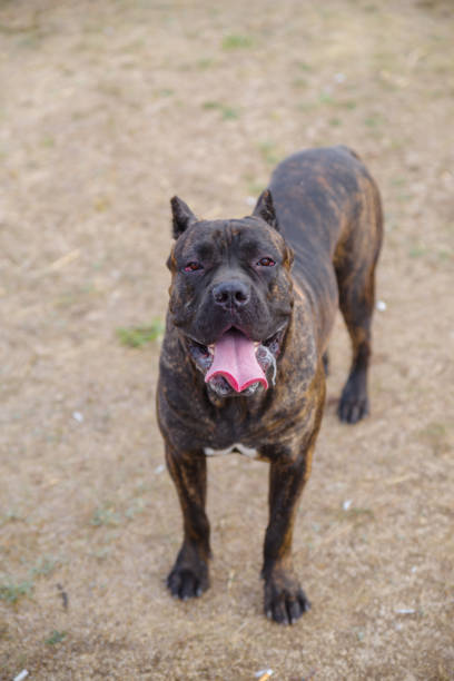 istock Amazing pitbull dog walking alone outdoors. Pet concept. 864780142