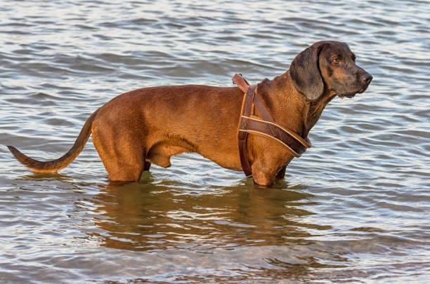 young dog on the lake carefully looks into the water, watches the fish