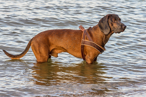 Cute hunting dog playing in a water of a lake