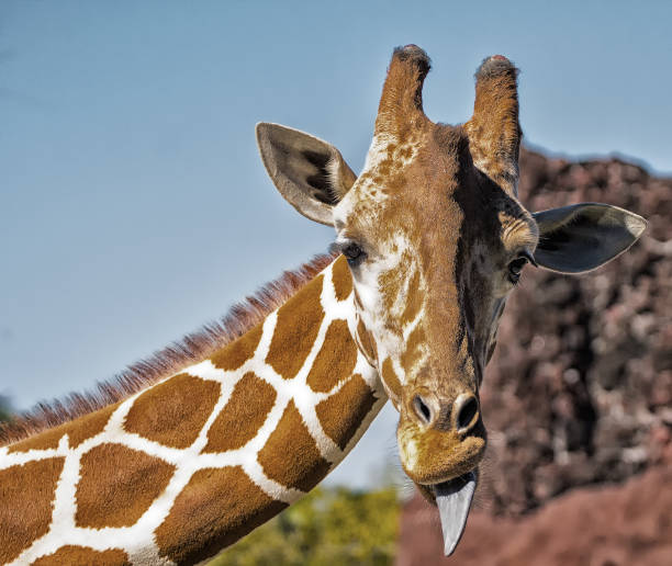 istock Giraffe with tongue sticking out 864793020