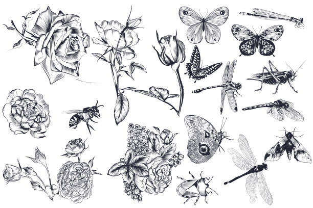 Collection of vector hand drawn roses and insects for design Collection of vector hand drawn roses and insects for design painted grasshopper stock illustrations