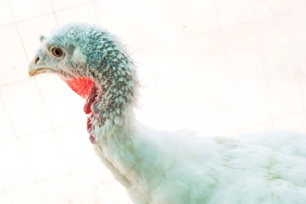 Turkey with white plumage. Bird in a biologic fam