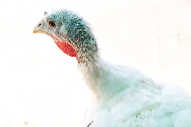 istock Turkey with white plumage. Bird in a biologic fam 864797504