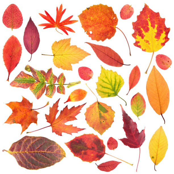istock Set of different bright autumn leaves isolated on white background 864797840