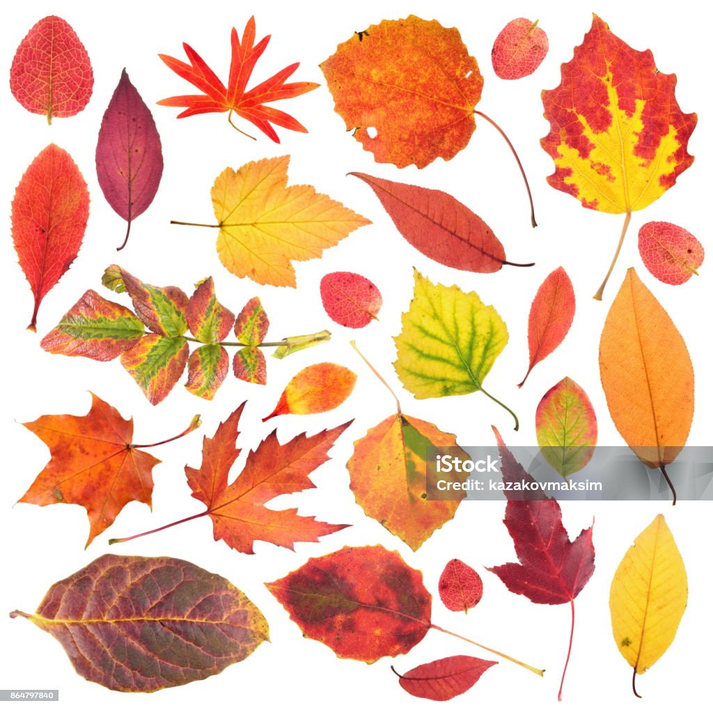 Set of different bright autumn leaves isolated on white background Leaf Stock Photo