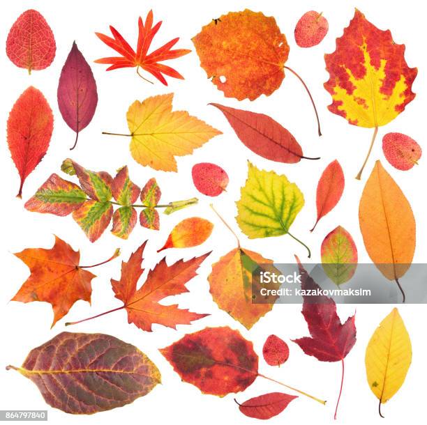 Set Of Different Bright Autumn Leaves Isolated On White Background Stock Photo - Download Image Now