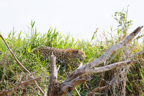 istock Jaguar from Pantanal, Brazil 864797926