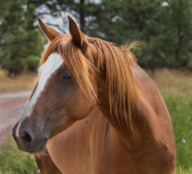 istock Horse in the pasture 864801642
