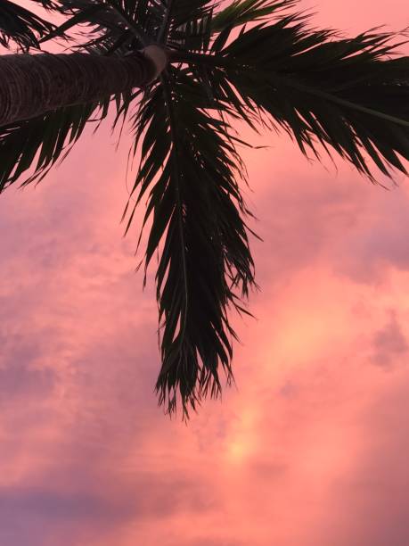 istock Looking up at a palm tree during famous sunset in Miami 864802268