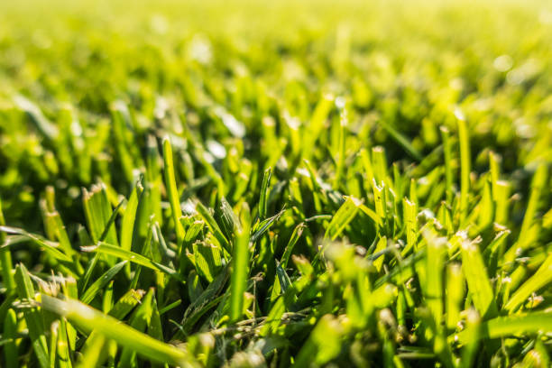 istock Close-up of Grass Lawn 864805468