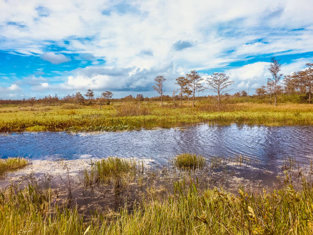 istock fall foliage in the swamps 864808332