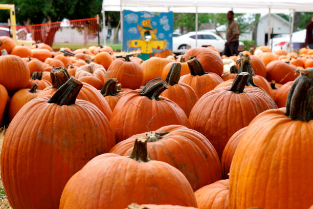 istock Pumpkins and more pumpkins 864811378