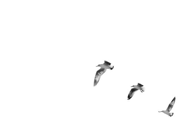 oiseau qui décollait pour dégager le ciel (b&w) - action alertness animal bird photos et images de collection