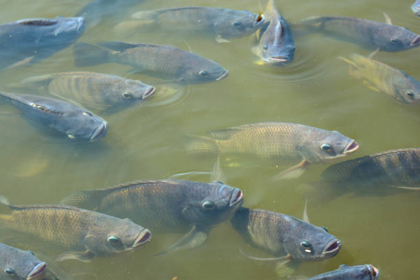 süßwasserfische in südost-asien - tilapia stock-fotos und bilder