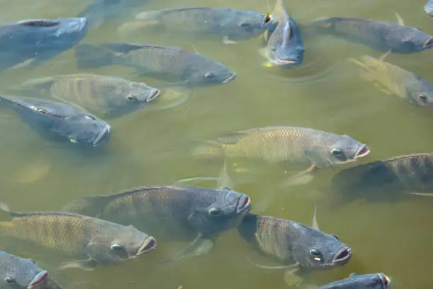 Photo of Freshwater fish in Southeast Asia