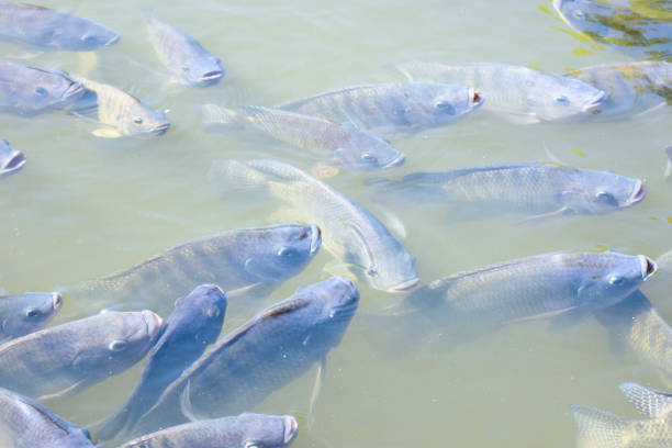 istock Freshwater fish in Southeast Asia 864821088