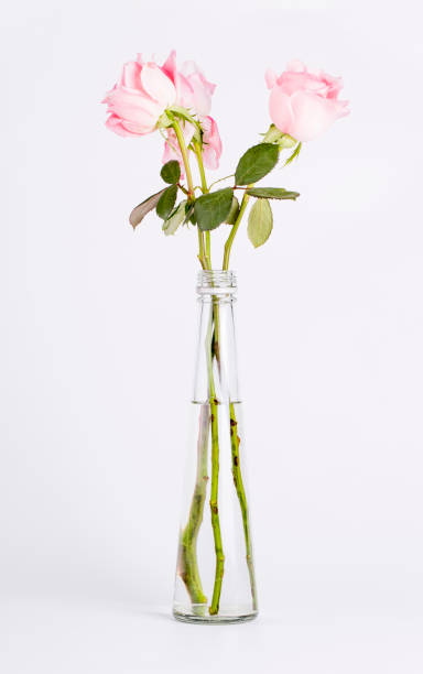 istock Rose flowers in a vase. 864821122
