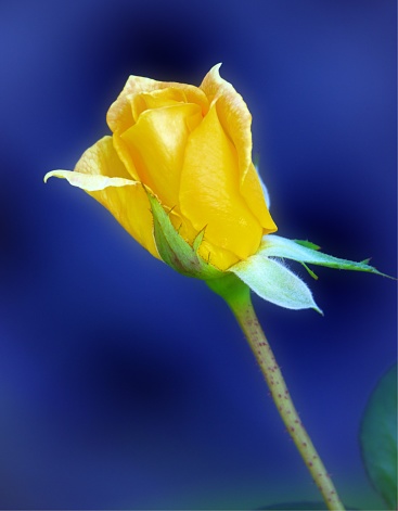 Yellow Rose Stock Photo - Download Image Now - Beauty In Nature, Bud,  Close-up - iStock