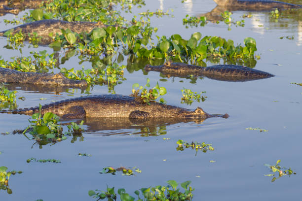 istock Caiman floating on Pantanal, Brazil 864824408