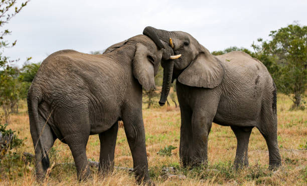 istock Elephants fighting in Kruger national park 864824636