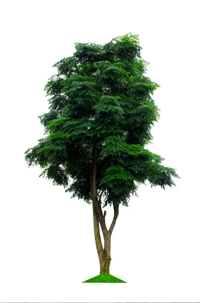 istock Tree isolated on white background. The tree is took from around national park area and then die cutting.Can be use to garden design or interior design or any content involve tree. 864827366
