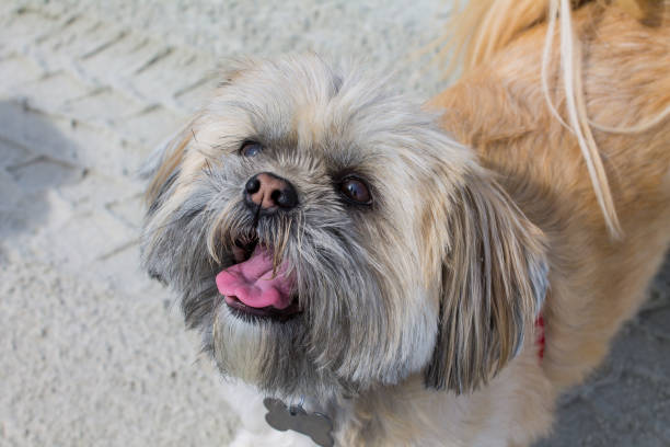 istock Cute canine on the beach 864828294