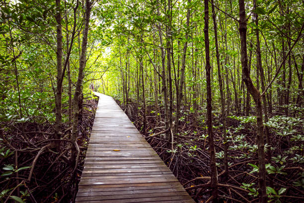 istock Kung Krabaen Bay Royal Development Study Center in Chanthaburi,Thailand. 864831364