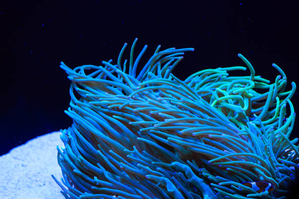 istock sea anemone and anemone fish 864831514