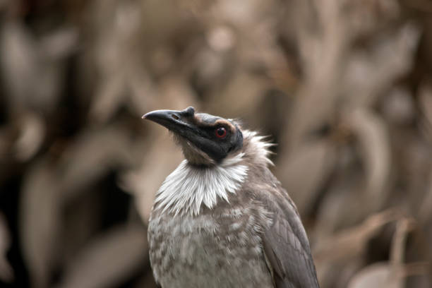 istock noisy friar bird 864831896